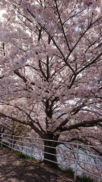 桜見会　in KYUTSU